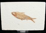 Knightia Fossil Fish - Wyoming #10903-1